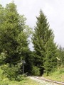 Kysucko - oravská lesná železnica - 4